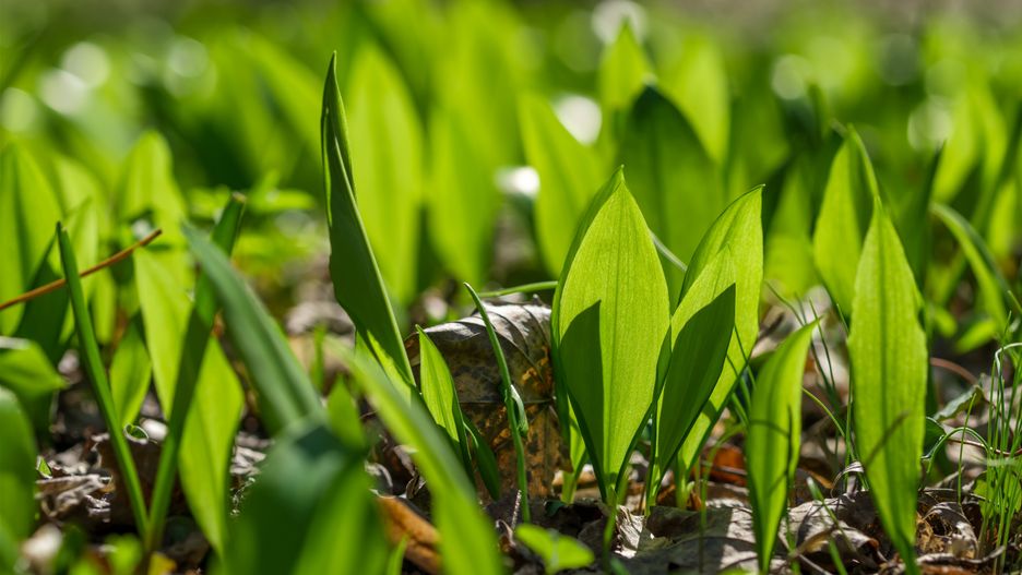 Czosnek niedźwiedzi pojawia się w lasach wczesną wiosną