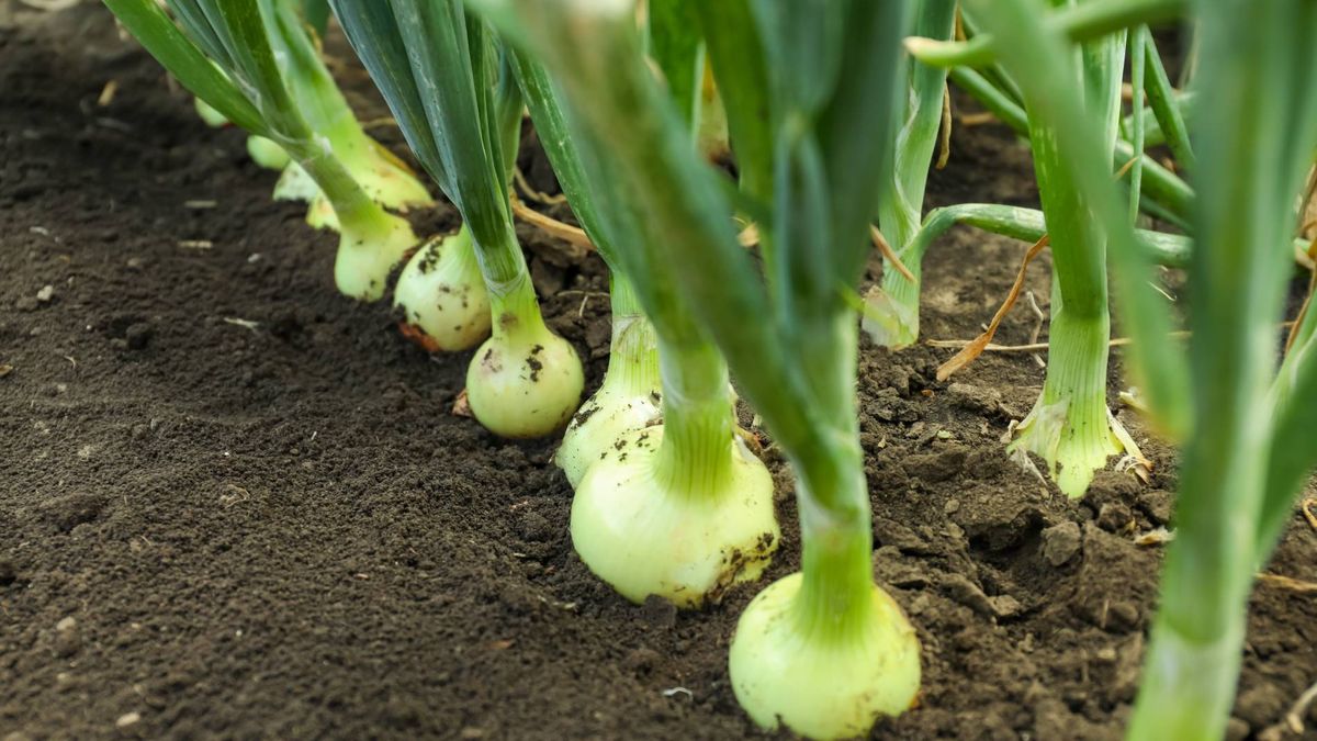 W czerwcu warto nawozić cebulę naturalnymi preparatami