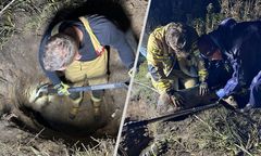 Uwięziona sarna w studzience w Gliwicach. Strażacy ruszyli na pomoc