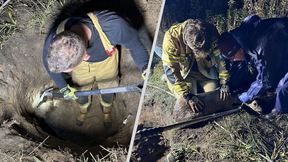 Strażacy ratują sarnę