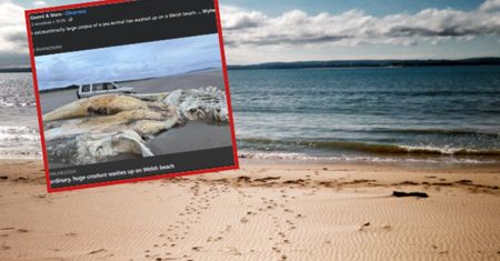 Tajemnicze stworzenie wyrzucone na plaży. To nie pierwszy taki przypadek