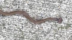 Otrzymali zgłoszenie o dziwnym wężu. Zdziwili się, gdy go zobaczyli