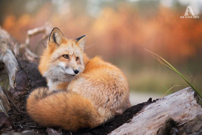 Nowym bohaterem zdjęć artystki stała się lisica Freya. Estetyka Izy przedstawia dzikiego rudzielca w kompletnie innym świetle. Zamiast stereotypowego cwanego liska widzimy urocze stworzenie, które jest skore do zabawy.