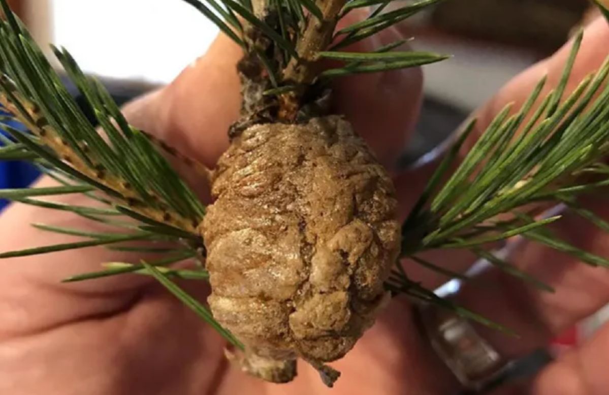 Check your tree: Mantis egg sacs in live Christmas Trees may hatch indoors