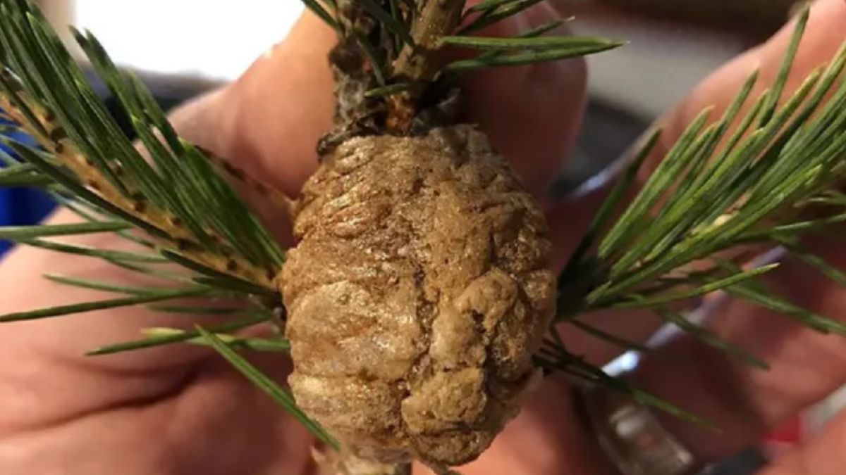 Przypominają szyszki na choince. Koniecznie się ich pozbądź