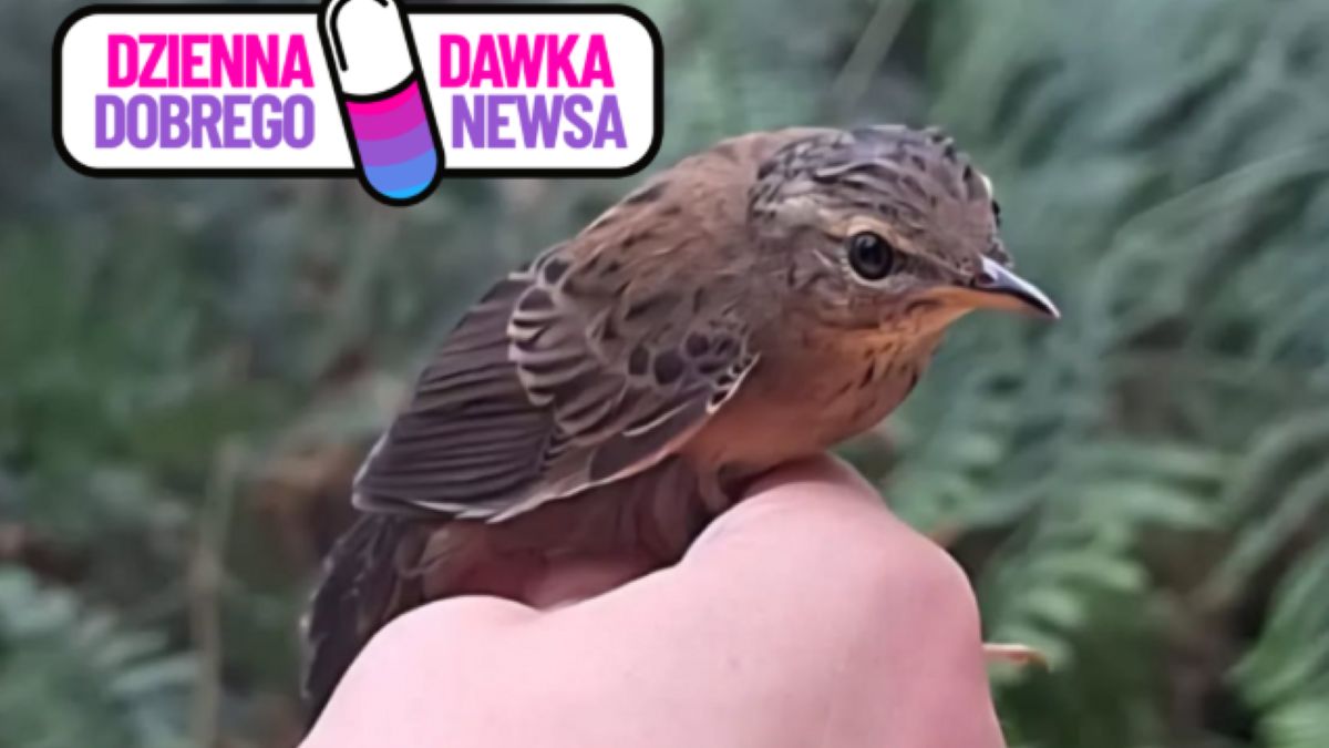 Świerszczak melodyjny Helopsaltes certhiola