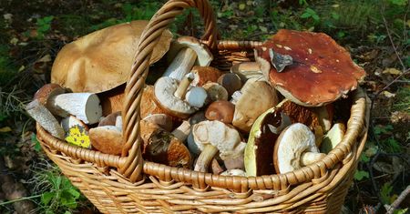 Sierpień na grzybach. Pokazał, co można znaleźć w lesie