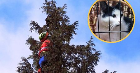 Spędziła cztery dni na czubku ogromnej tui. Do akcji wkroczyli GOPR-owcy