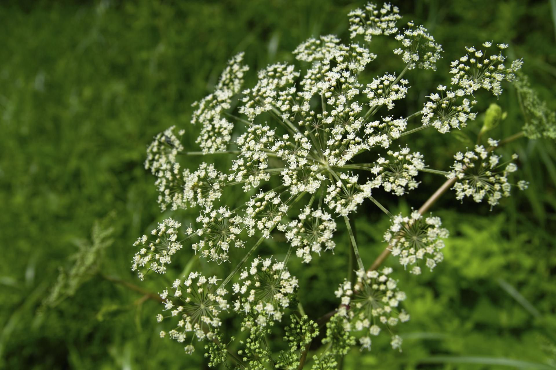 Arcydzięgiel to zioło o wielu właściwościach leczniczych