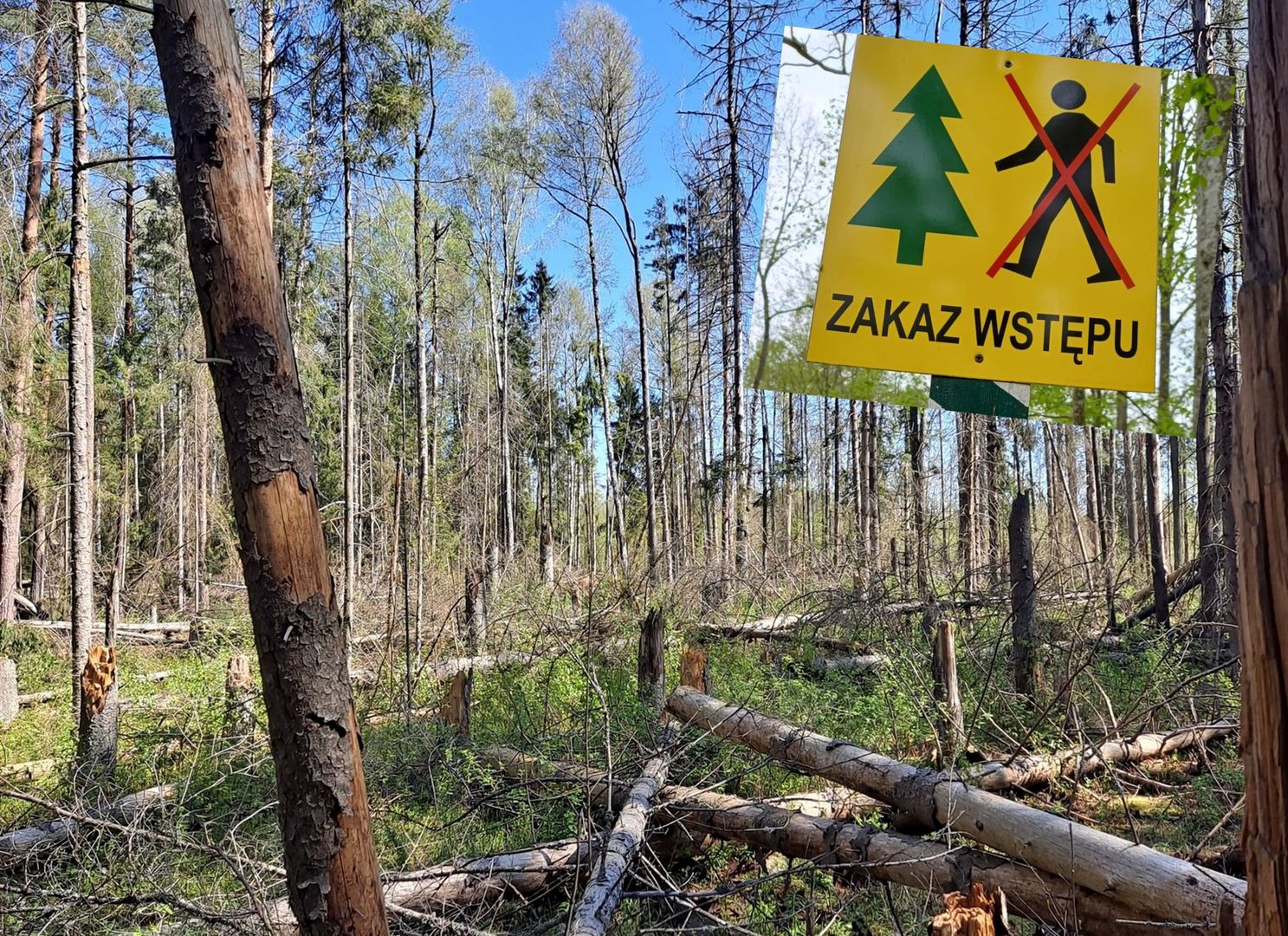 Zakaz wstępu do lasu. Leśnicy informują o niebezpiecznym procederze