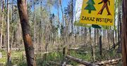 Zakaz wstępu do lasu. Leśnicy informują o niebezpiecznym procederze