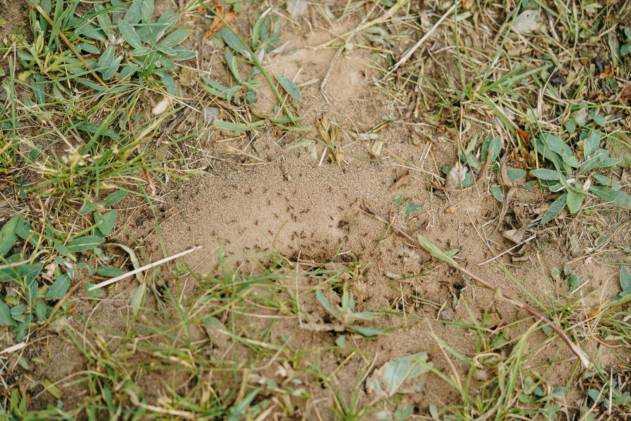 Ants building an anthill in the grass
Ants are building their anthill in the grass
Svetlana Repnitskaya