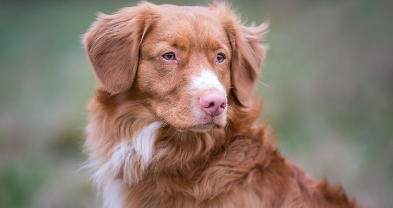 Nova Scotia Duck Tolling Retriever – mały retriever o wielkiej energii. Opis rasy toller