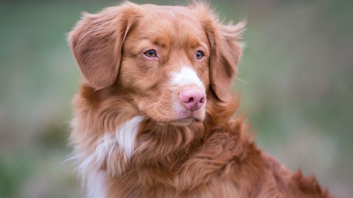 Nova Scotia Duck Tolling Retriever  
