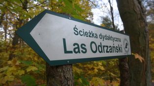 Co kryje lubuski las? Nie tylko kleszcze i komary. Oto trasy, które warto znać!