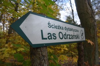 Co kryje lubuski las? Nie tylko kleszcze i komary. Oto trasy, które warto znać!