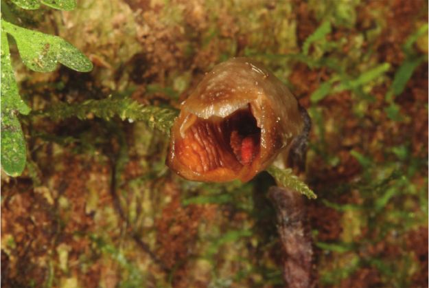 Zdjęcie dnia: najbrzydsza orchidea na świecie. Niezwykłe odkrycie badaczy 1