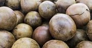 Owoc chińskich mnichów. Naturalny słodzik na długowieczność