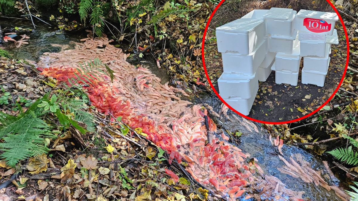 Skandaliczne odkrycie w lesie w pobliżu Wejherowa