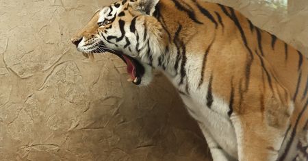 Działo się za Odrą. Tygrys zaatakował człowieka i uciekł