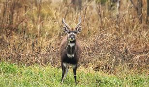 Antylopa na gigancie. Wiadomo, skąd zwierzę wzięło się w polskim lesie