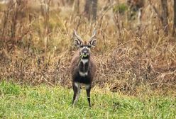 Antylopa na gigancie. Wiadomo, skąd zwierzę wzięło się w polskim lesie