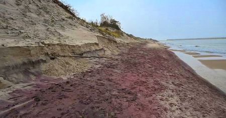Wyjątkowy widok nad Bałtykiem. Plaża przybrała fioletowy kolor