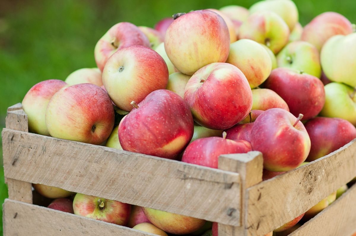 Jabłka pomogą nam wzmocnić odporność organizmu