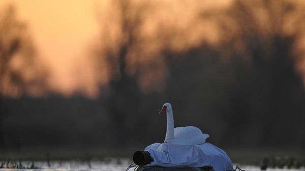 Wywiad z fotografem, który przebiera się za ptaki, aby je lepiej sfotografować 1