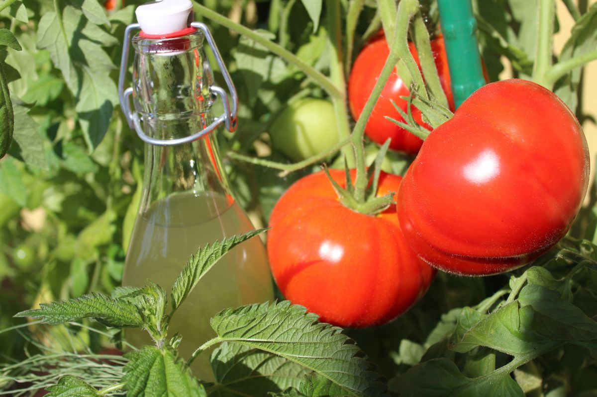 Water the tomatoes with this, and the harvest will be exceptionally abundant.