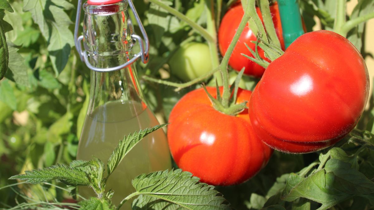 Podlej tym pomidory, a zbiory będą wyjątkowo obfite 