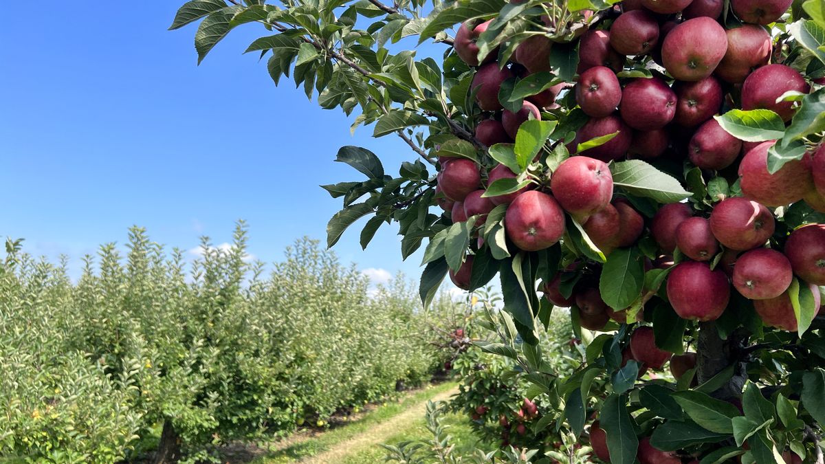 Sadownicy mają ogromny problem z zarazą ogniową