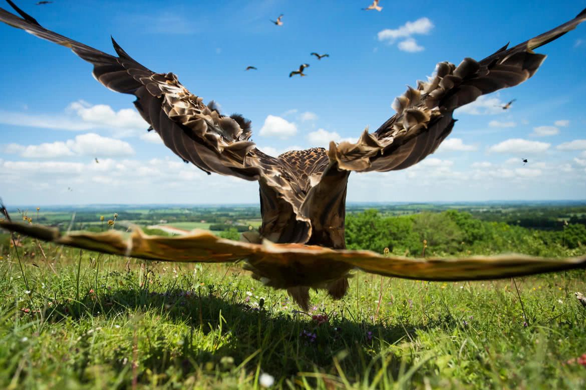 Oto najlepsze zdjęcia ptaków w konkursie Bird Photographer of the Year 2017 13