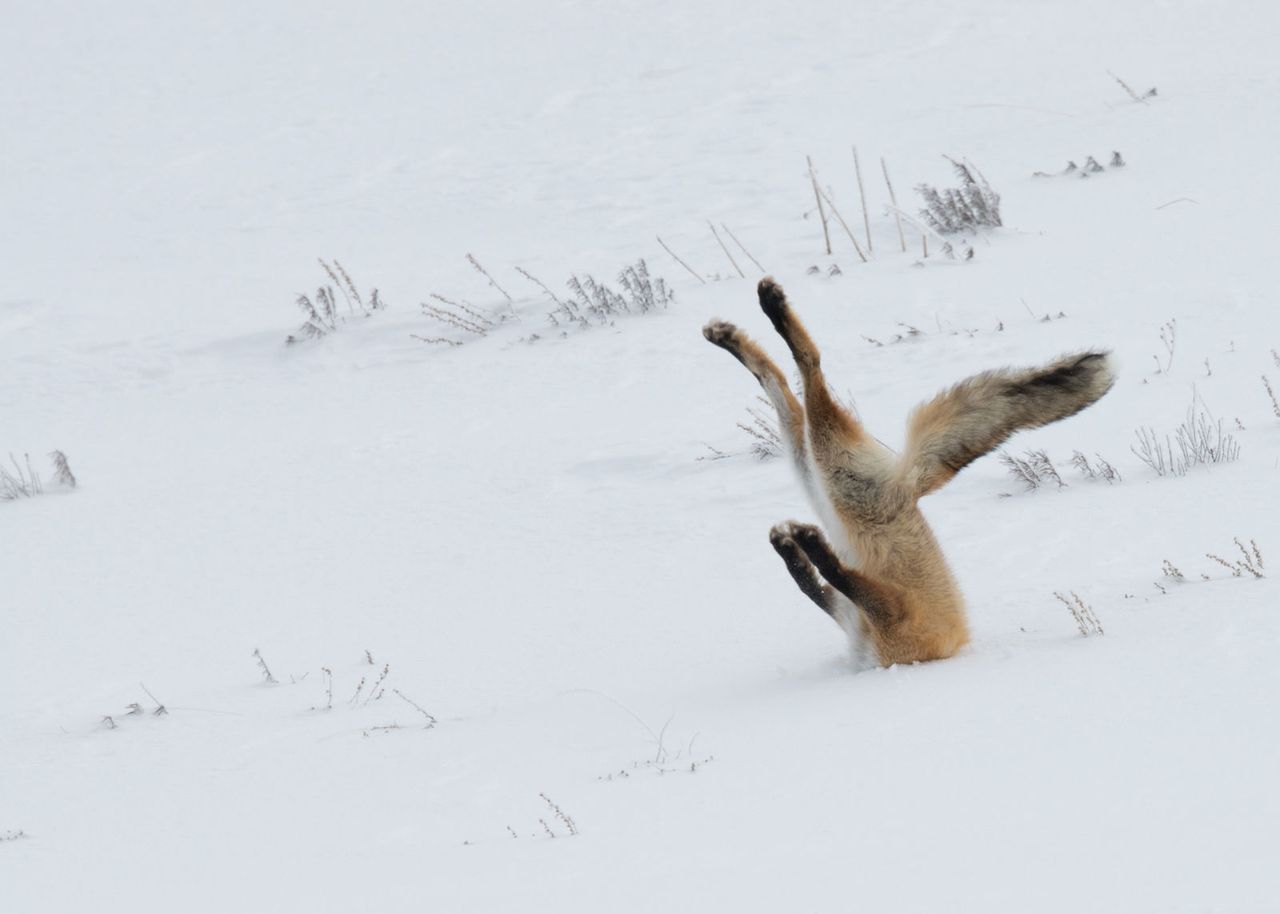 Trudno się szczerze nie uśmiechnąć, widząc te zdjęcia, uchwycone w najbardziej dogodnym momencie. Jest to już druga edycja konkursu Comedy Wildlife Photography Awards. Głównym założeniem plebiscytu jest lekkie i optymistyczne podejście do tematu fotografowania dzikich zwierząt. Tegorocznym zwycięzcą Grand Prix została Angela Bohlke zdjęciem lisa na śniegu, poruszającego się lotem koszącym, po paraboli.