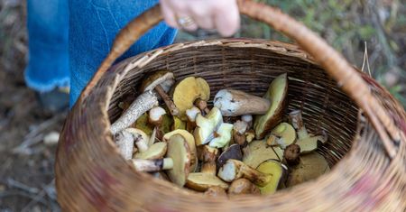Unia zakaże zbierania grzybów w lesie? Jest odpowiedź Komisji Europejskiej