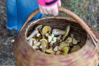Unia zakaże zbierania grzybów w lesie? Jest odpowiedź Komisji Europejskiej