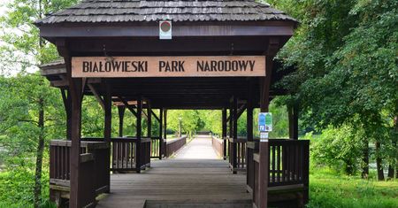 Puszcza Białowieska. Unia wzywa Polskę do wykonania wyroku TSUE