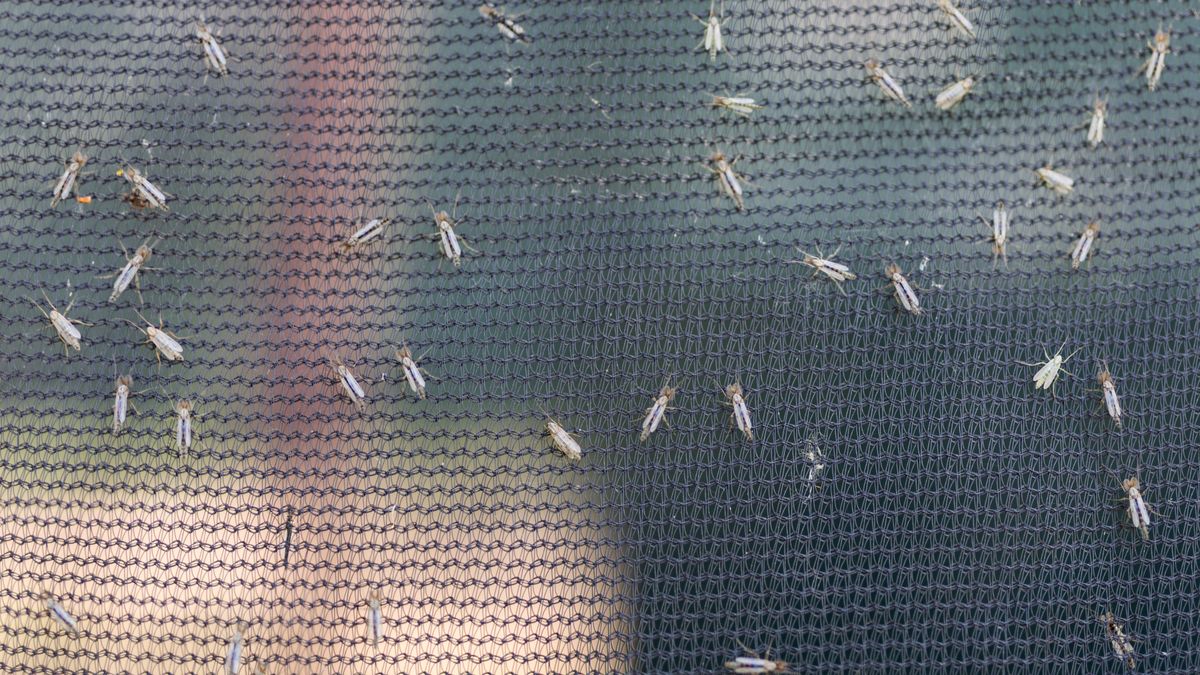 Ochotki przypominają wyglądem komary