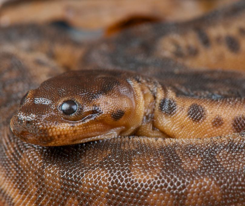 Egzotyczne zwierzęta z całego świata zawitają do Płocka!