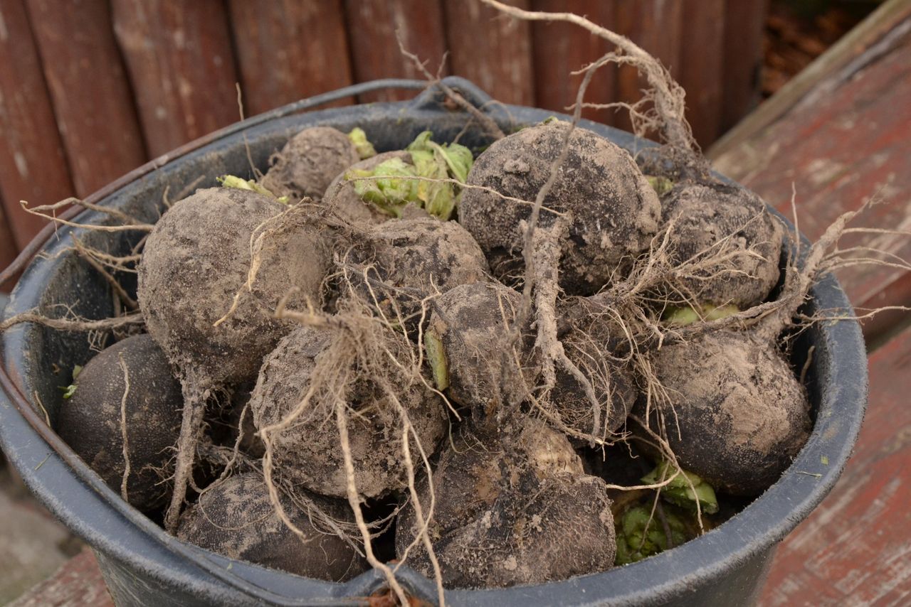 Czarna rzepa: Surówka, wcierka, syrop. Wszechstronne zastosowania dla zdrowia i urody