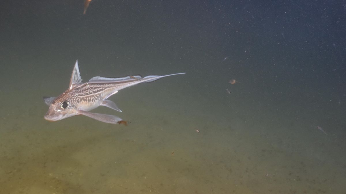 Chimera amerykańska