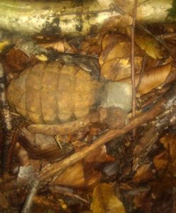 Grzybobranie. Znalazł granat podczas spaceru. Policja apeluje o rozwagę