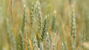 Fumiganty tylko dla uprawnionych rolników. Ważne zmiany