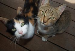 Boguszów - Gorce. Niewinny kot ofiarą sąsiedzkiej wojny. Policja szuka zwyrodnialca