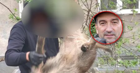 Uśmiercili ponad 20 dzików w Warszawie. "Nieetyczne"