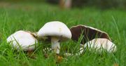 Ten grzyb do złudzenia przypomina pieczarkę. Pod żadnym pozorem go nie zrywaj