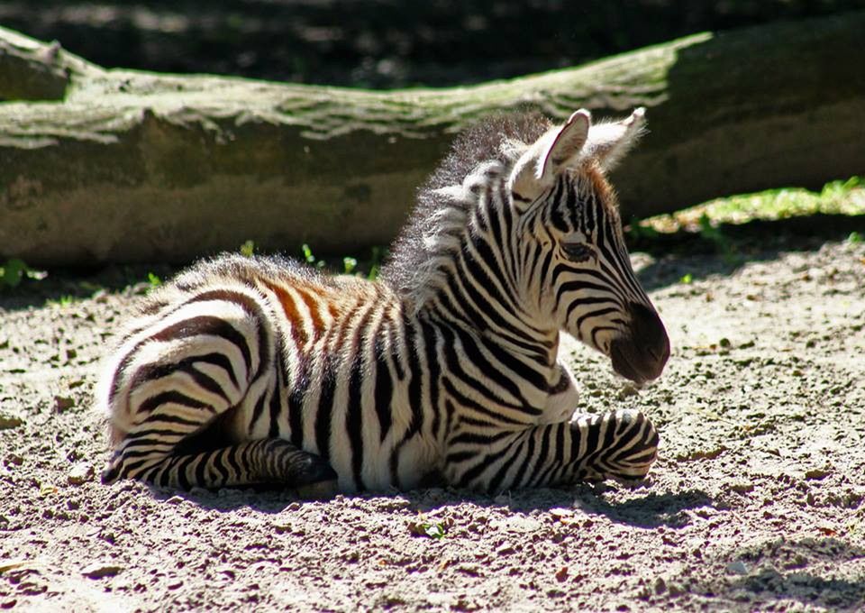 W zoo urodziły się lamy i zebra (ZDJĘCIA)