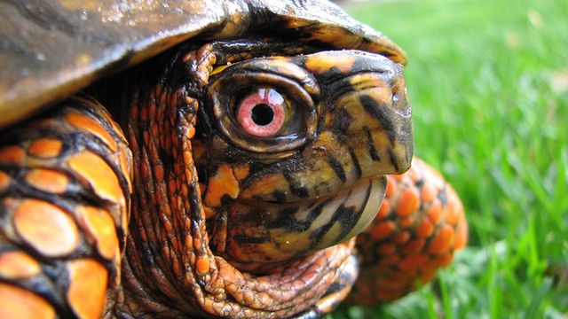 Żółw o imieniu Gmail. Czy Wam też poczta Google'a działa ostatnio tak wolno? 1