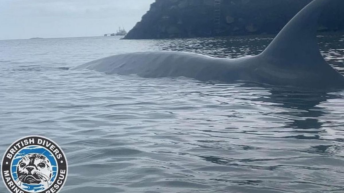 Wieloryb utknął na wybrzeżu.