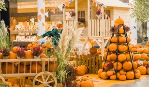 Dyniowa farma zagościła w Centrum Janki